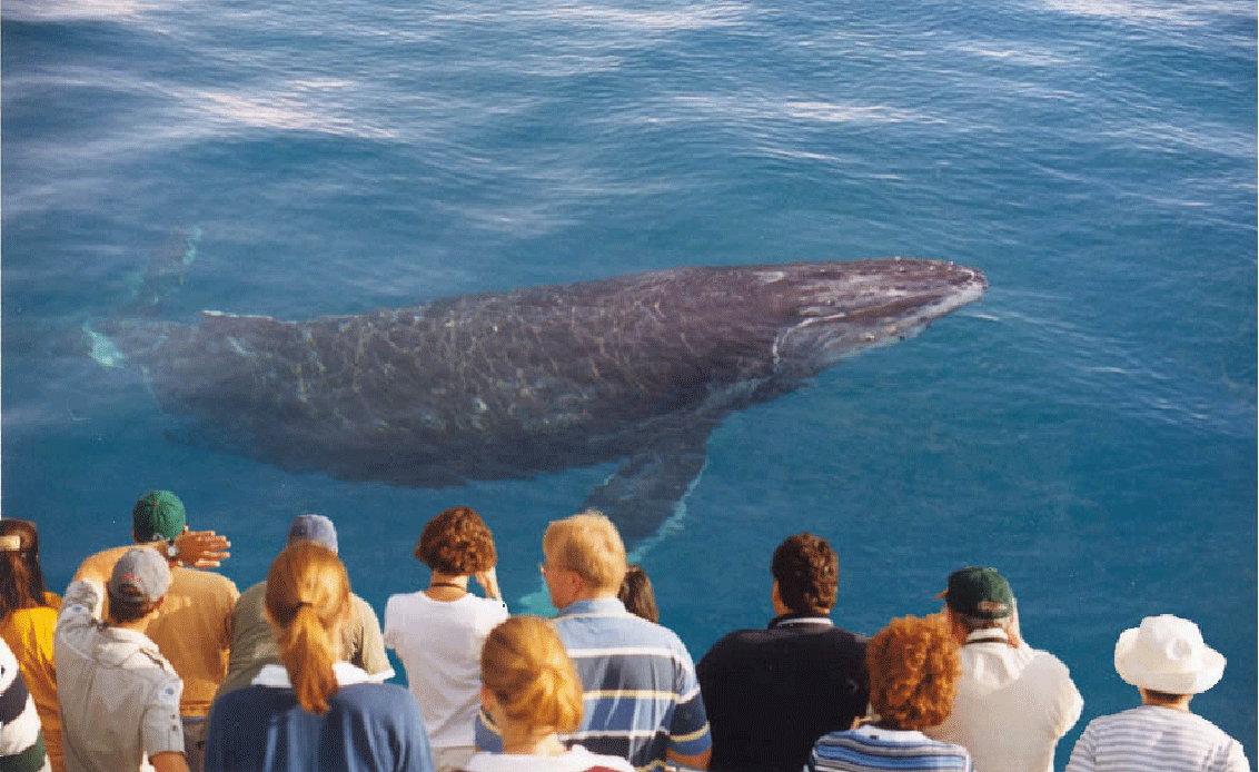 Humpback Whale Tour Group, Hervey Bay, Queensland