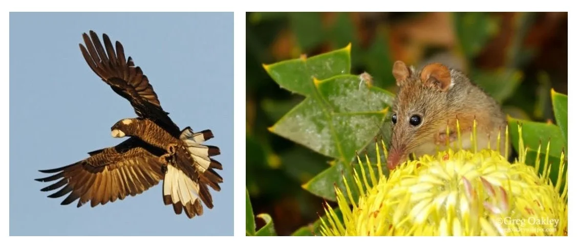 AUSTRALIAN HABITAT FRAGMENTATION – SPECIES LOSS IN A CLIMATE OF CHANGE