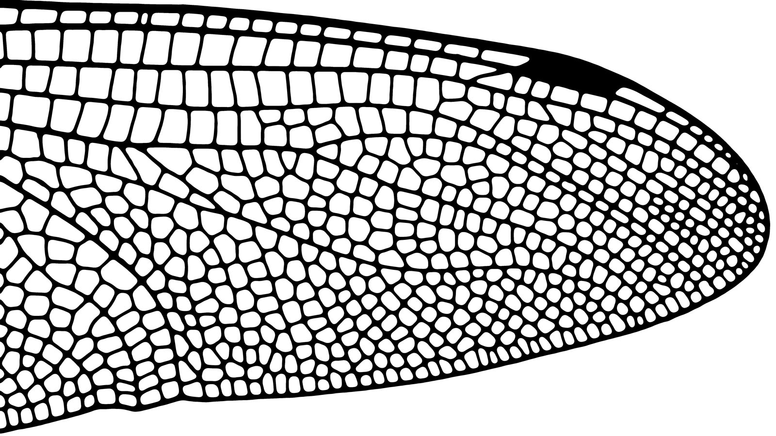insect-wing-structure.jpg