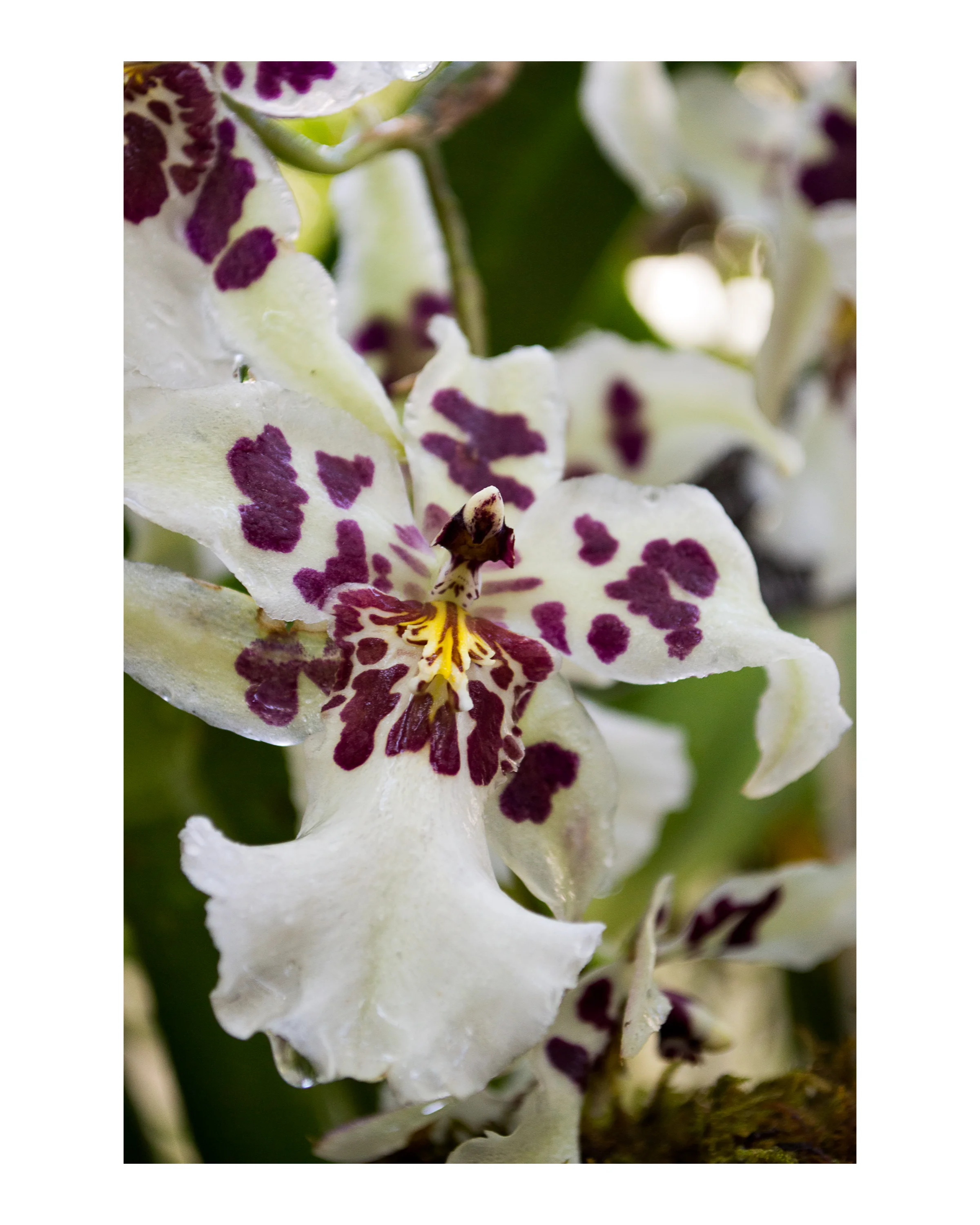 Portfolio 3 Orchid Print.jpg