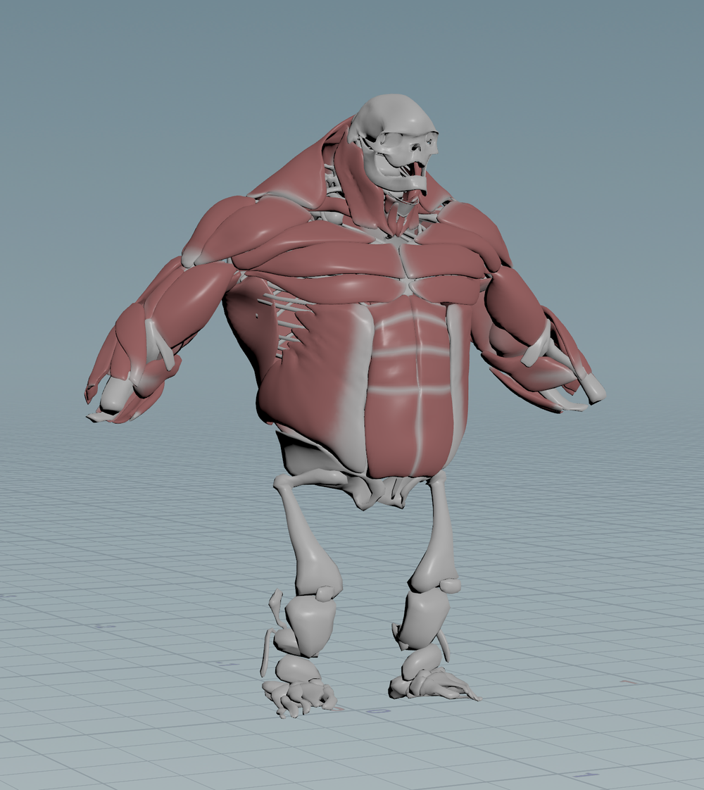 MuscleSetup.png