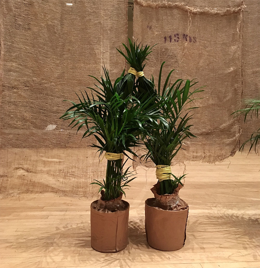 Seline Baumgartner_next to the sink_plants..jpg