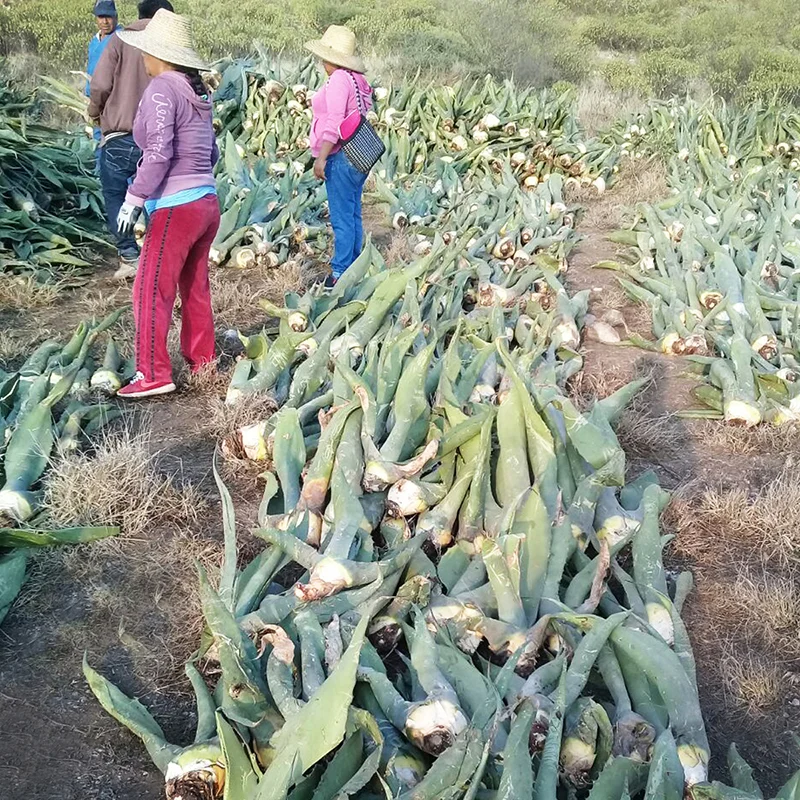 MAGUEY_1_Maguey_Brush.jpg