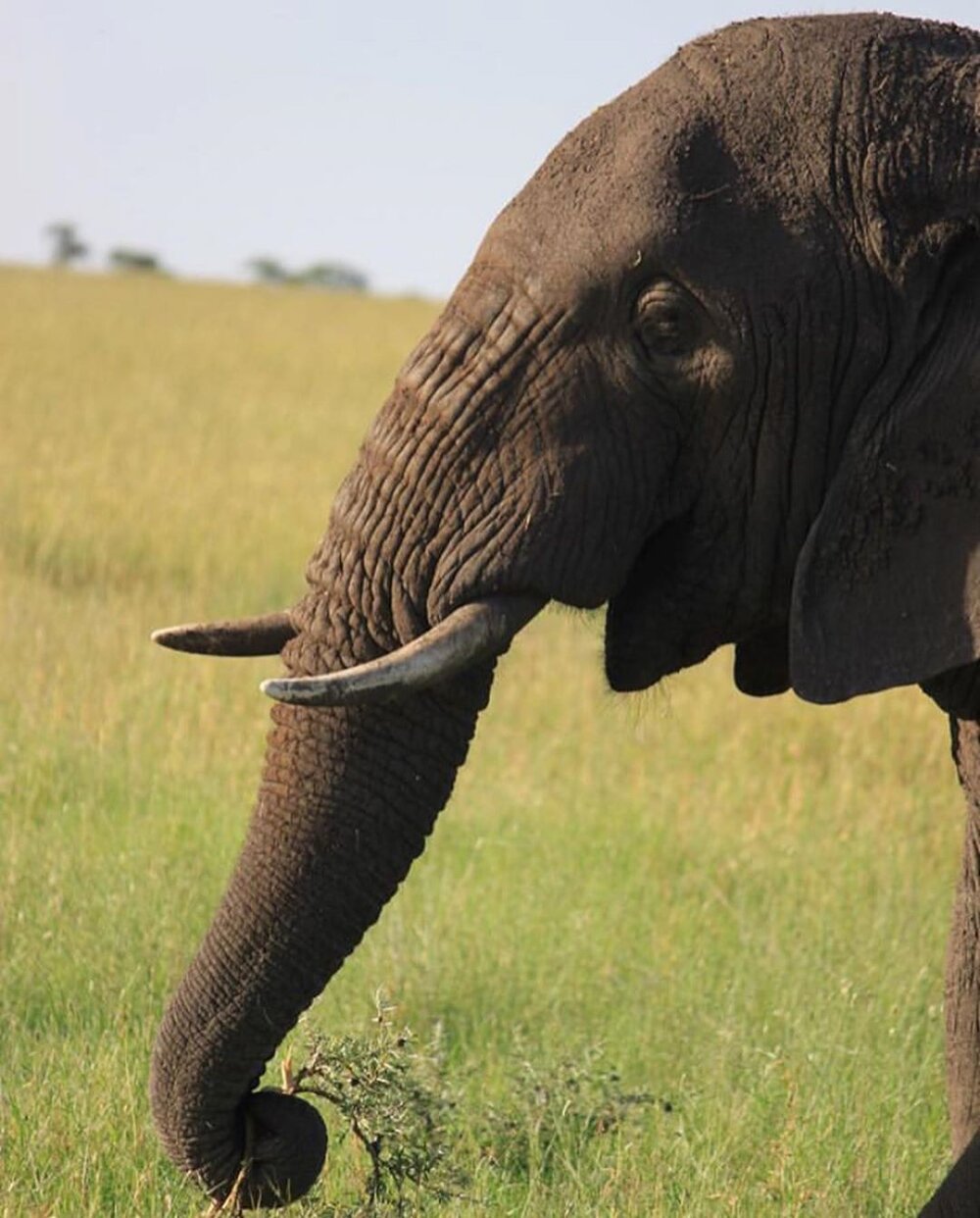 Elephants at the Serengeti. Image: Vroni Bernhart.