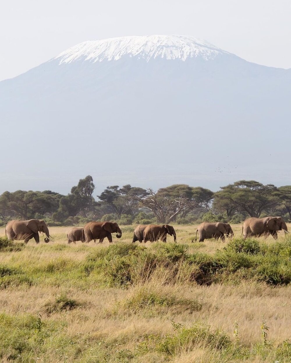 The park is renowned for its iconic view of Mount Kilimanjaro. Image: Cate Misczuk