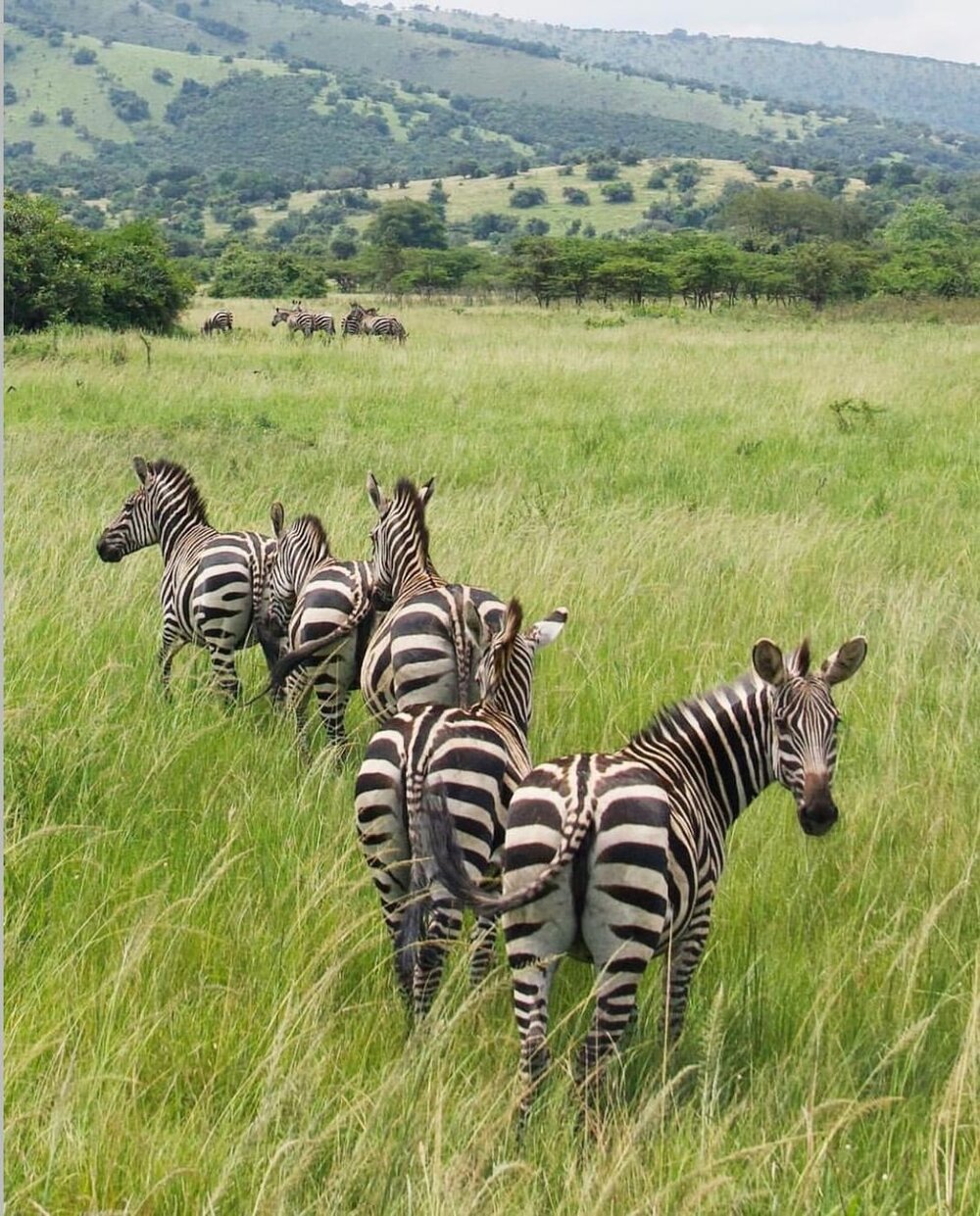 Zebras roaming the savannahs of the Akagera National Park. Image: SUITCASE.