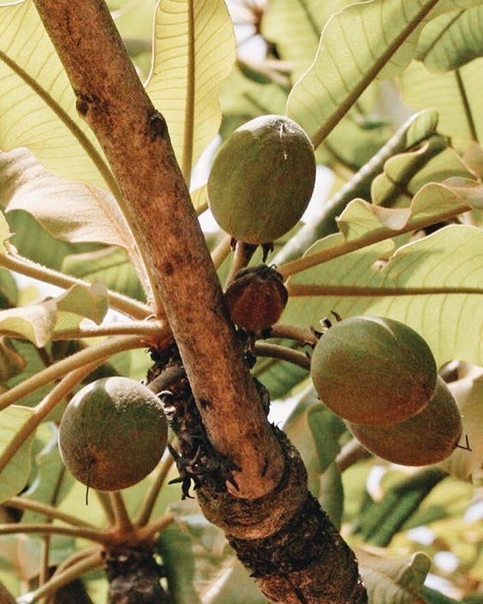 Shea butter is the main ingredient in  Poapoa’s  natural soaps. Their shea butter is sourced from a women-led cooperative in Tamale, Ghana. Image:  Poapoa.