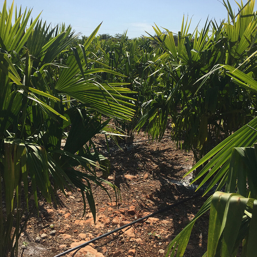 Jipijapa palm fields in southeastern Mexico.