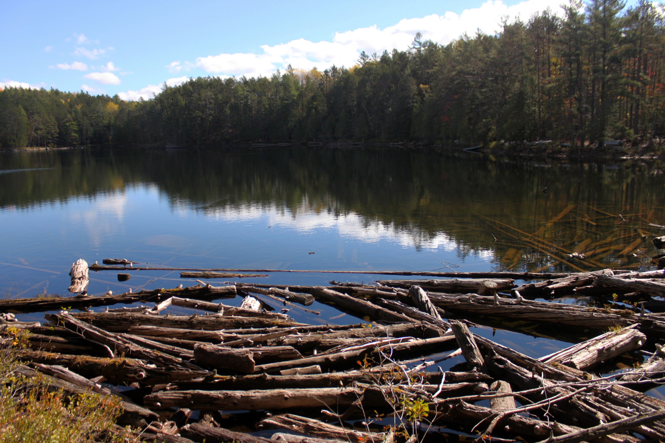 Update from BEARAT Chair