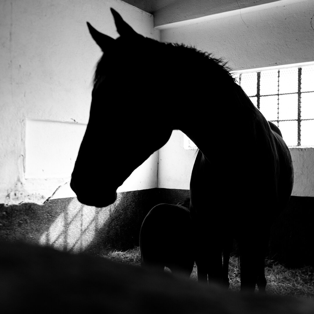 Photography_Thumbnail_StudFarm.jpg