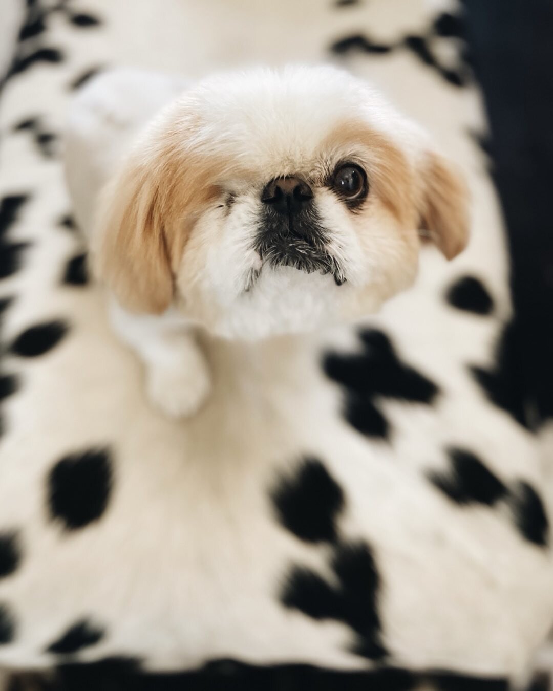 &ldquo;Graaff-Reinet is my #favourite&rdquo; - Teddy

#dogsofinstagram #dogstagram #puppy #doglover #dogoftheday #instadog #doglovers #doglife #love #dogfluencers #thedrostyhotelgraaffreinet #newmarkhotels #graaffreinet