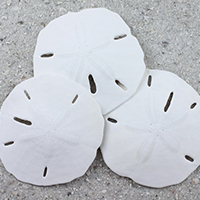 sanddollar4.jpg