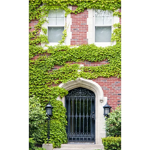 Vines