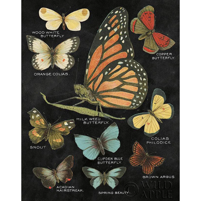 Botanical Butterflies Postcard II Black