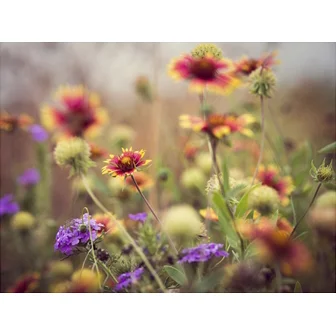 Wild Blooms I