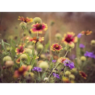 Wild Bloom IV