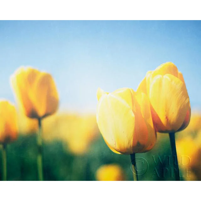 Sunny Blooms II