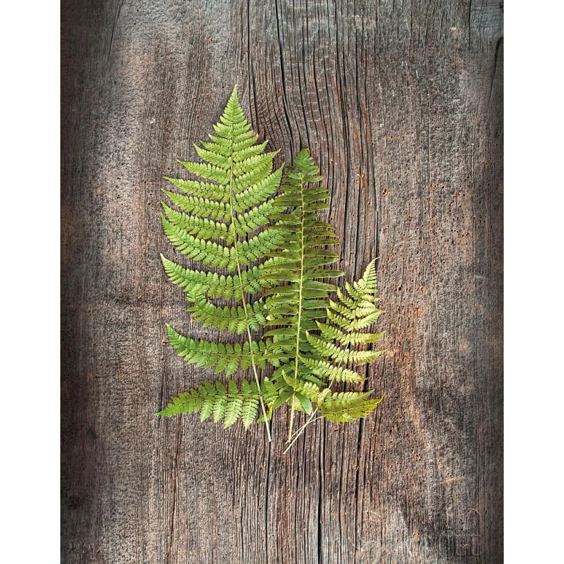Wild Fern III