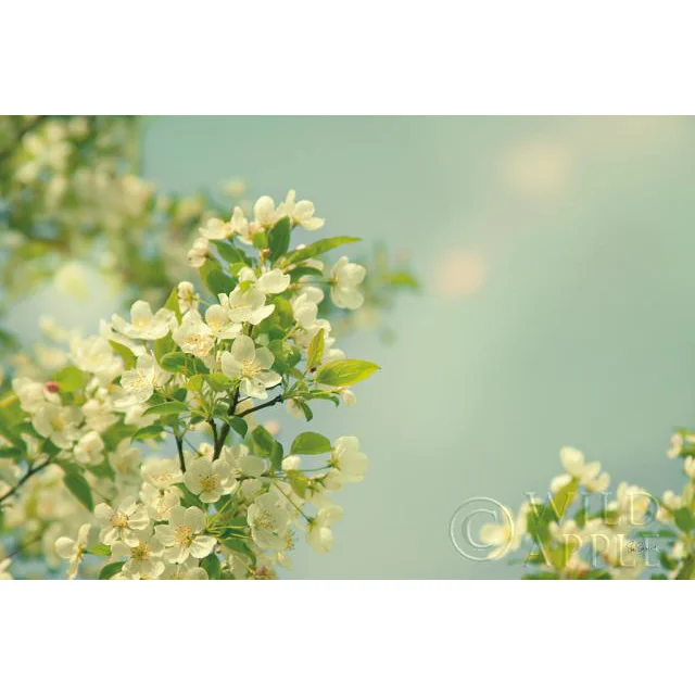 Spring Beauty I