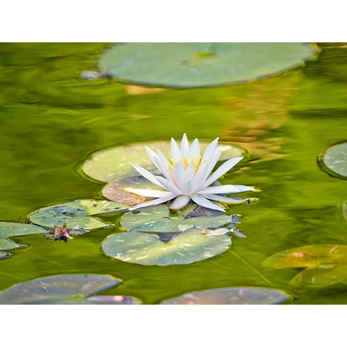 Lily