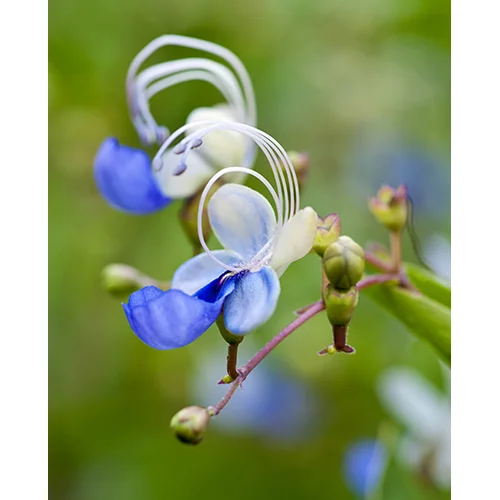 Little Blue