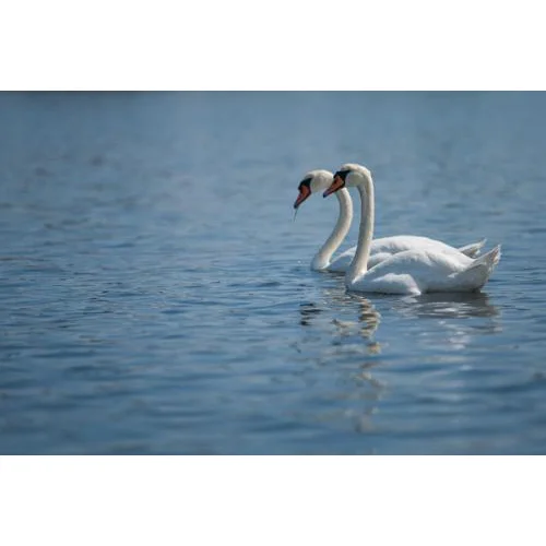 Swans