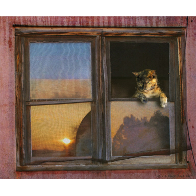 Kitten Window