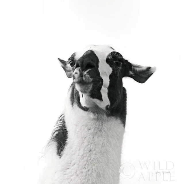 Lovable Llama I