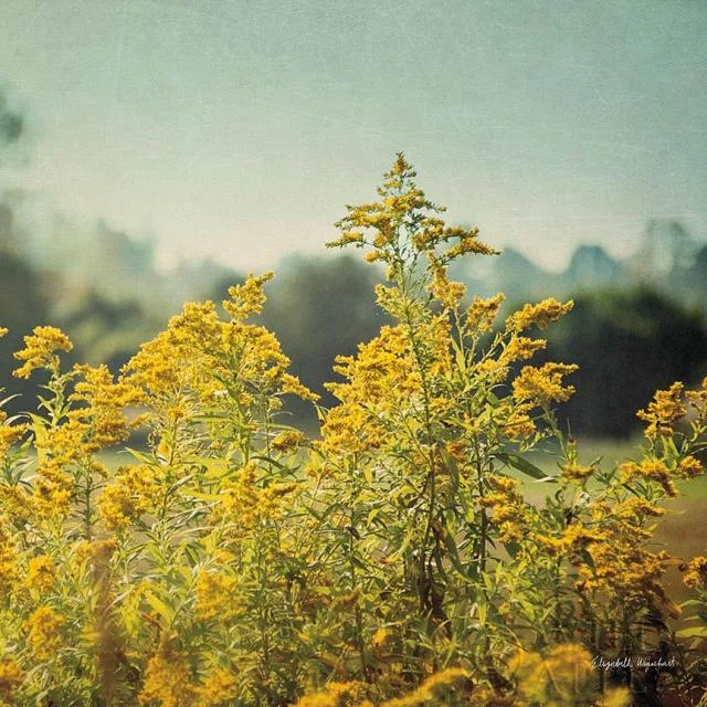 Blissful Country IV