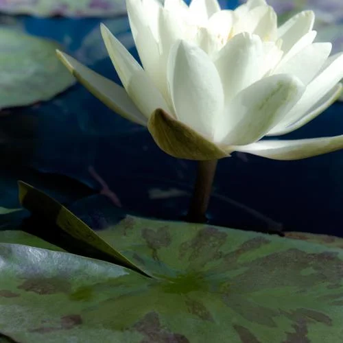 Water Lilies II