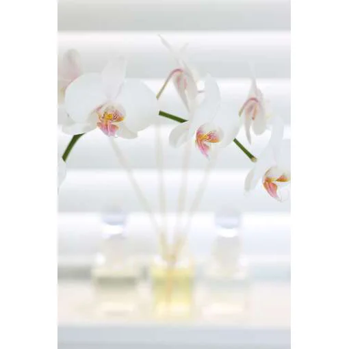 Orchid Spa I