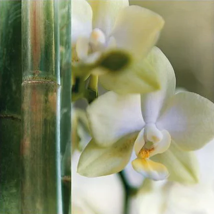 Bamboo IV