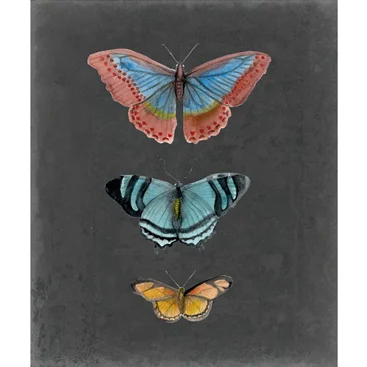 Butterflies on Slate II