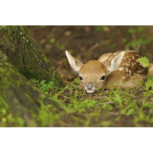 Resting