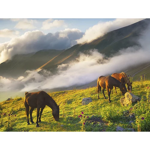 Graze