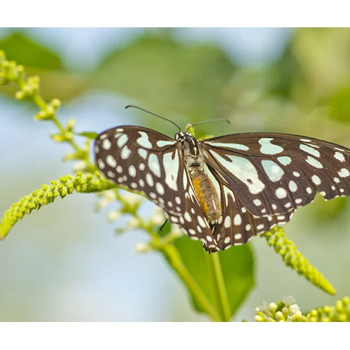 Vibrant Butterfly