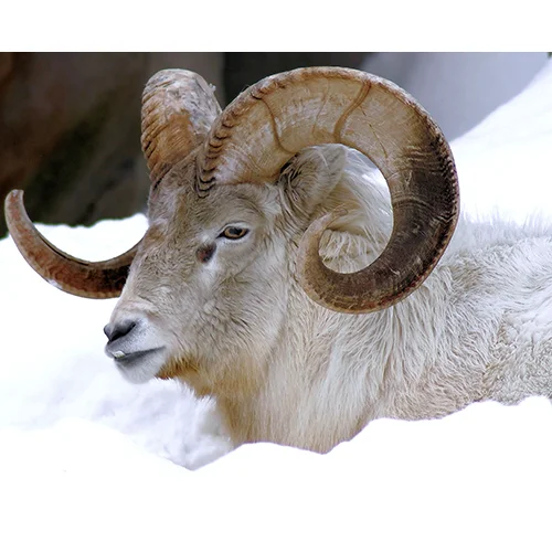 Ram