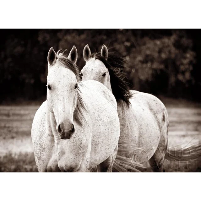 Two Wild Horses
