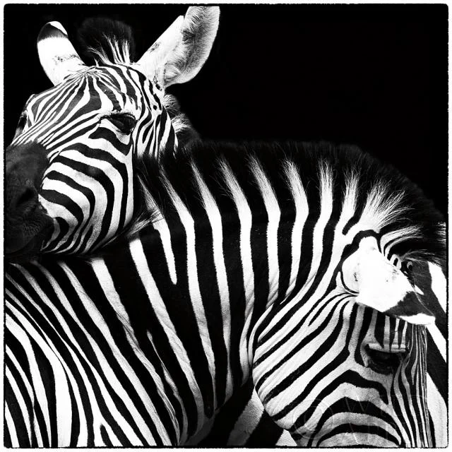 Zebra VI