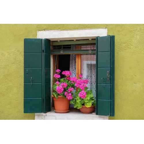Flowers in Window