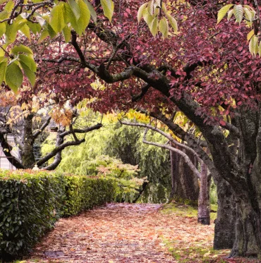 Arch of Trees