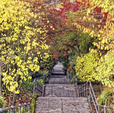 Autumn Tunnel