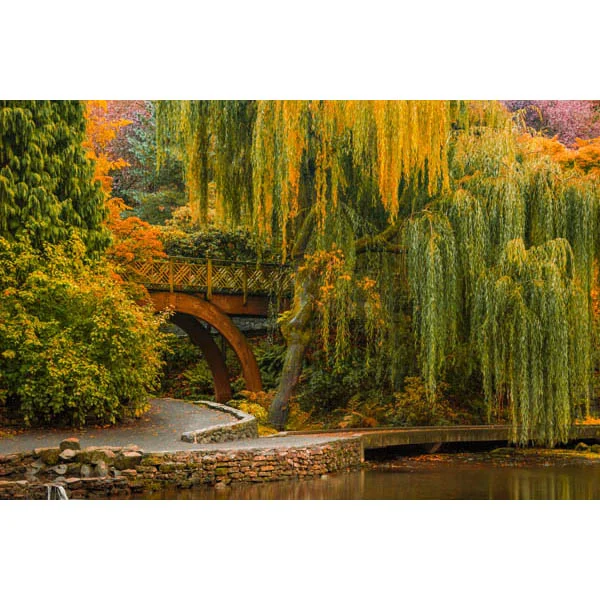 Willows Over the Pond