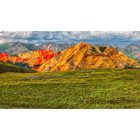 Wild Flowers on Mountain Top