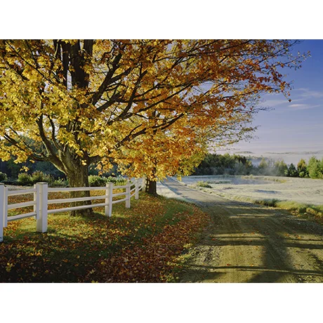 Autumn Foliage on a Dirt Road