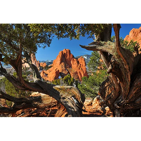 Garden Framed by Juniper Trees