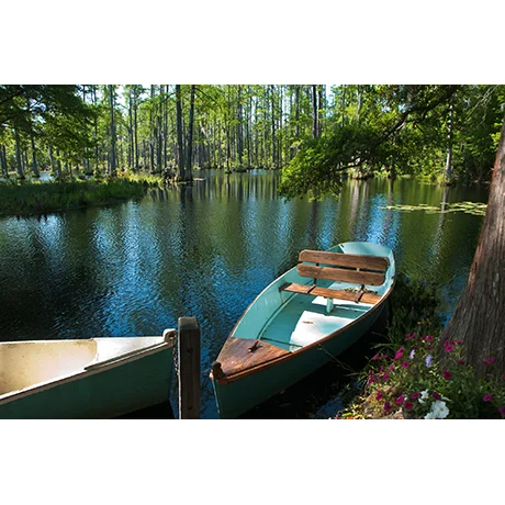 Rowboats in the Cyprus Swamp