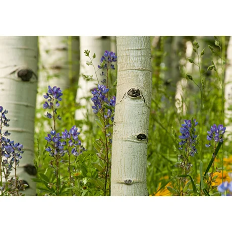 Close-up Aspen Trees
