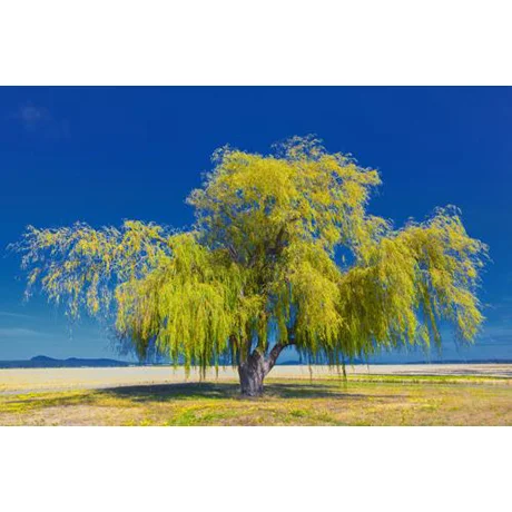 Lone Tree