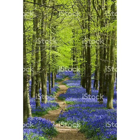 Winding Path Through Bluebells